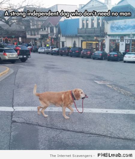 Independent dog walks himself at PMSLweb.com