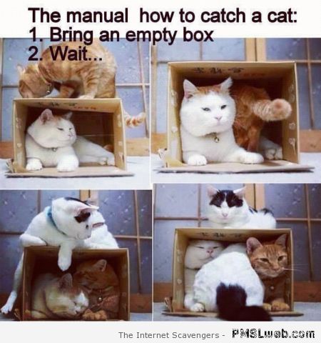 How to catch a cat humor at PMSLweb.com