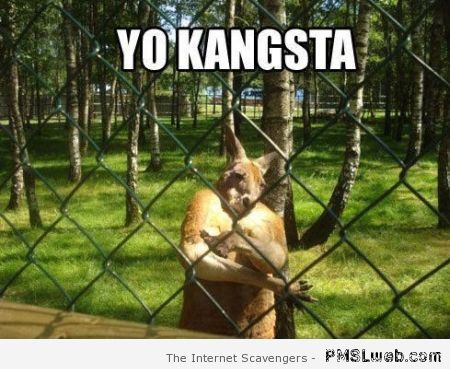 Gangsta kangaroo meme at PMSLweb.com
