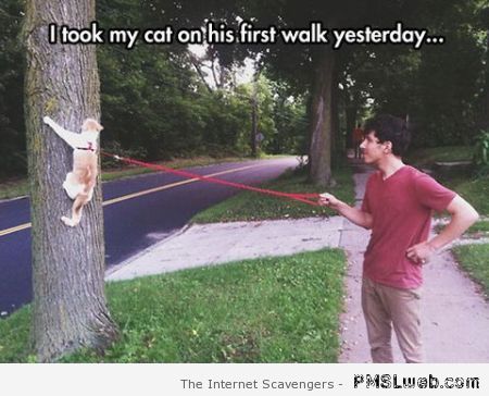 My cat on his first walk meme – Monday funny bone at PMSLweb.com