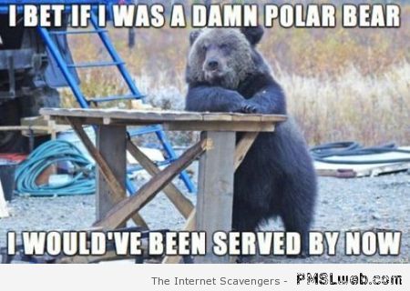 Funny bear meme at PMSLweb.com