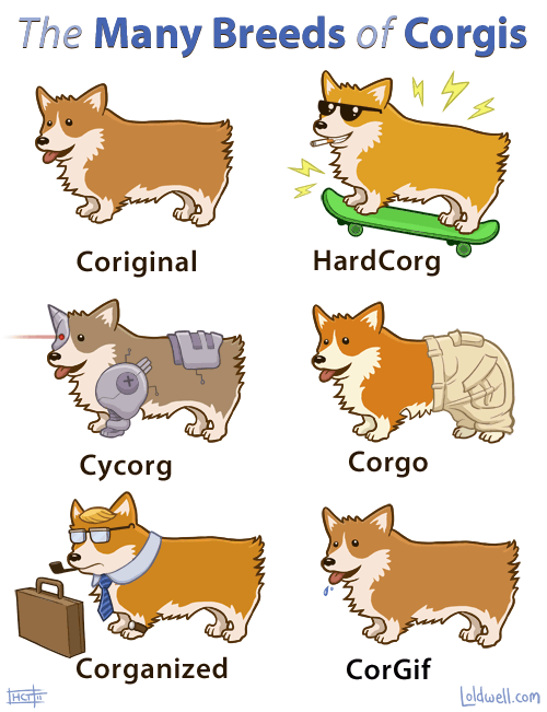 Funny breeds of corgis at PMSLweb.com