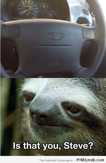 Funny sloth meme at PMSLweb.com