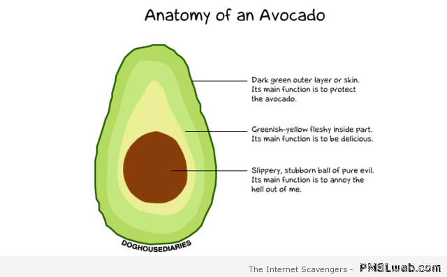 Anatomy of an avocado – Funny Tuesday collection at PMSLweb.com