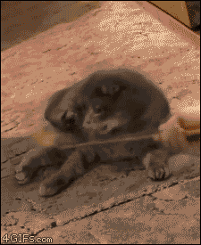 It was you the entire time cat gif at PMSLweb.com