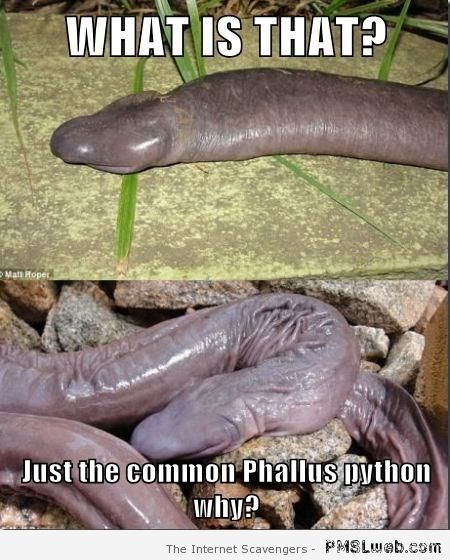 Phallus python meme at PMSLweb.com