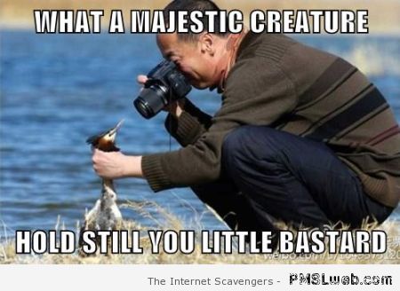 What a majestic creature meme at PMSLweb.com