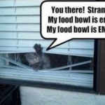 my-food-bowl-is-empty-cat-meme
