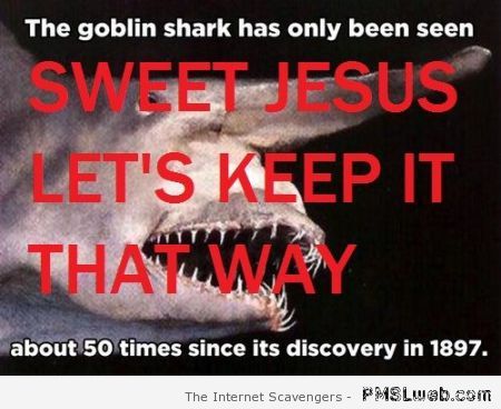 Goblin shark humor at PMSLweb.com