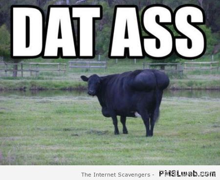 Dat ass cow meme at PMSLweb.com