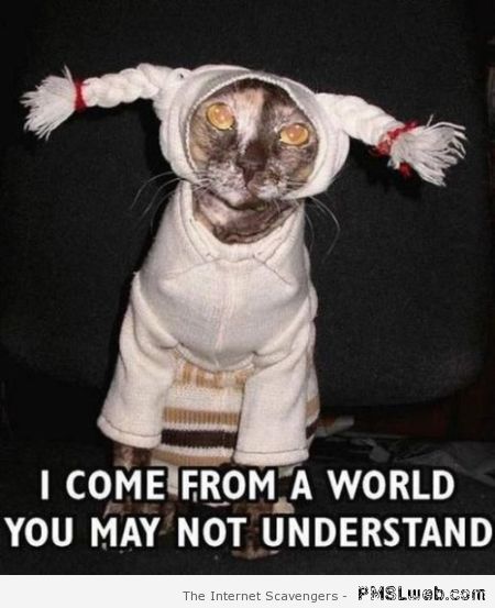 Funny cat costume meme at PMSLweb.com
