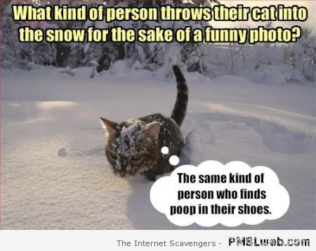 Cat in snow meme – Funny Thursday pics at PMSLweb.com