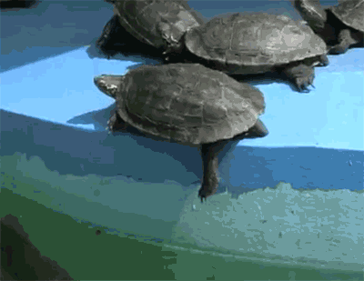 Funny turtle gif at PMSLweb.com