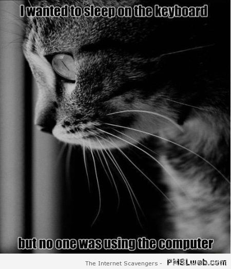 I wanted to sleep on the keyboard cat meme at PMSLweb.com