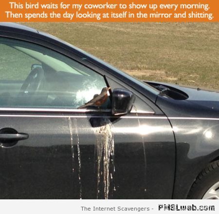 Bird shits on car funny at PMSLweb.com