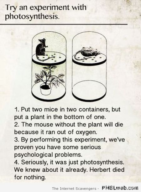 Funny photosynthesis experiment at PMSLweb.com