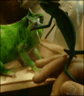 Funny chameleon fail at PMSLweb.com