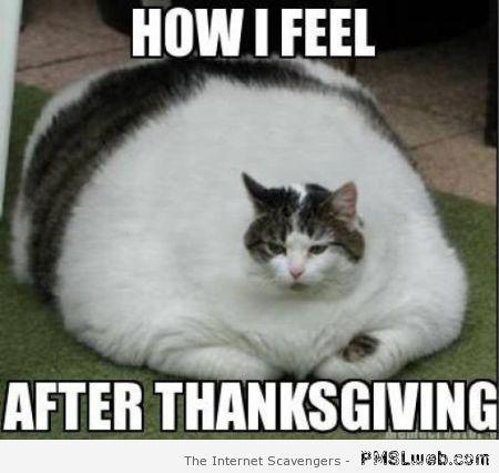How I feel after Thanksgiving meme at PMSLweb.com