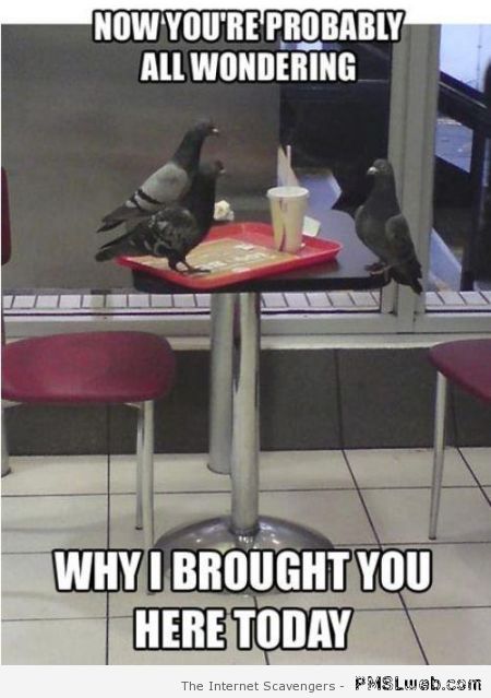 Funny pigeon meme – Wednesday LOL at PMSLweb.com