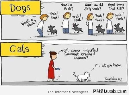 Funny dogs versus cats at PMSLweb.com