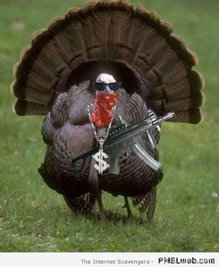 Gangster turkey – Thanksgiving funnies at PMSLweb.com