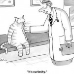 curiosity-killed-the-cat-funny