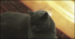 Cat hates you gif – Hilarious cat pictures at PMSLweb.com