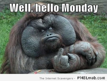 Hello Monday funny monkey – Hilarious Monday at PMSLweb.com