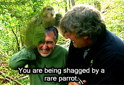 You are being shagged by a rare parrot – LOL pics at PMSLweb.com