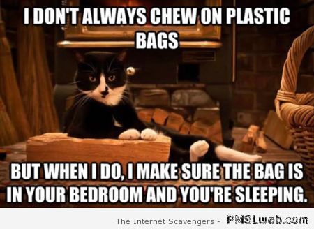 I don’t always chew on plastic bags cat meme at PMSLweb.com