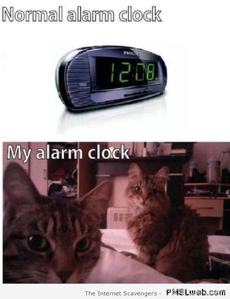 Cat alarm clock humor at PMSLweb.com