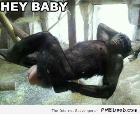 Seductive gorilla meme at PMSLweb.com