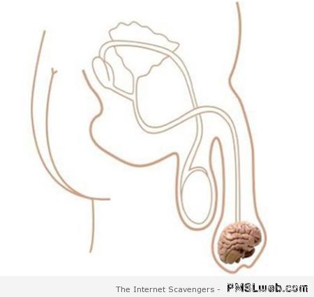 Male brain funny – Witty Thursday at PMSLweb.com