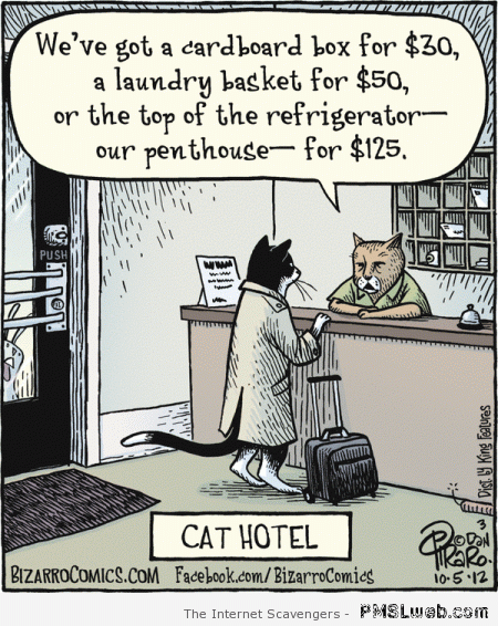 Cat hotel cartoon at PMSLweb.com