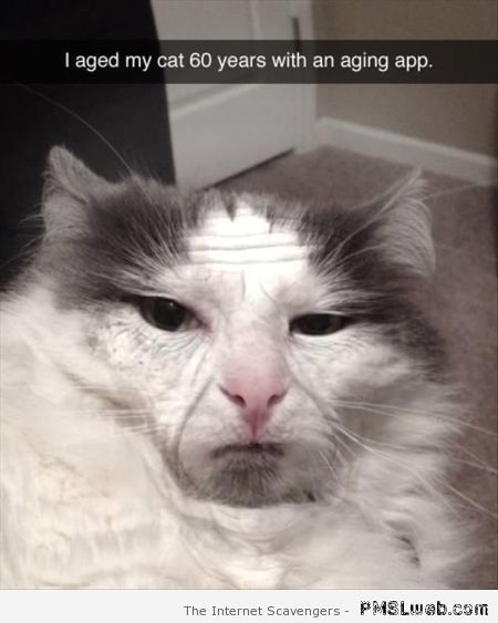 I aged my cat funny at PMSLweb.com