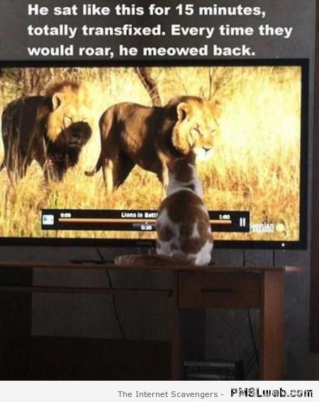 Cat in front of lion documentary at PMSLweb.com