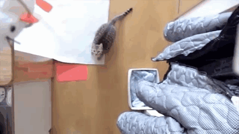 Awesome jumping cat gif at PMSLweb.com