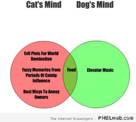 Cat’s mind versus dog’s mind – Hilarious cat pictures at PMSLweb.com