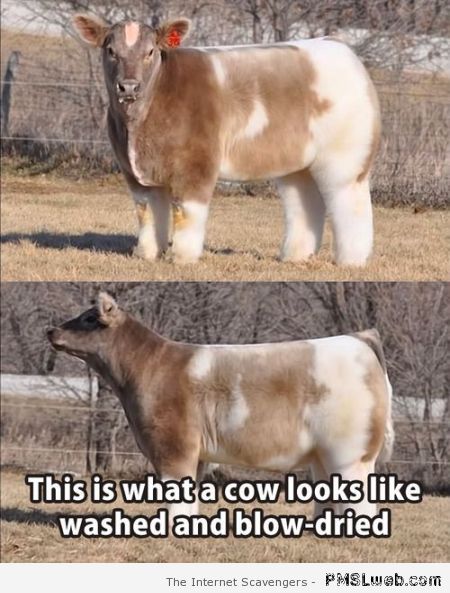 Washed and blow dried cow – TGIF funnies at PMSLweb.com
