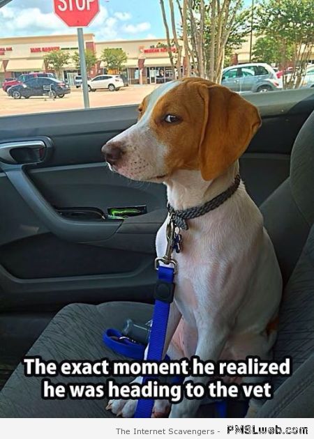 Dog realizing he’s going to the vets meme at PMSLweb.com