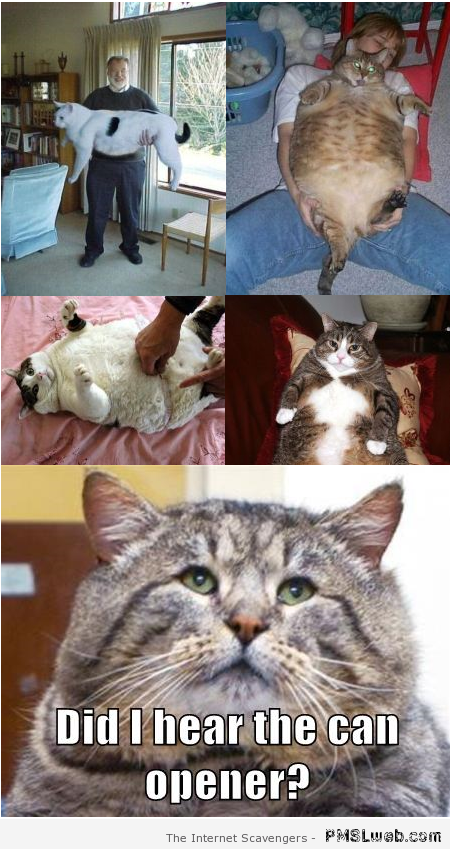 Fat cats meme at PMSLweb.com
