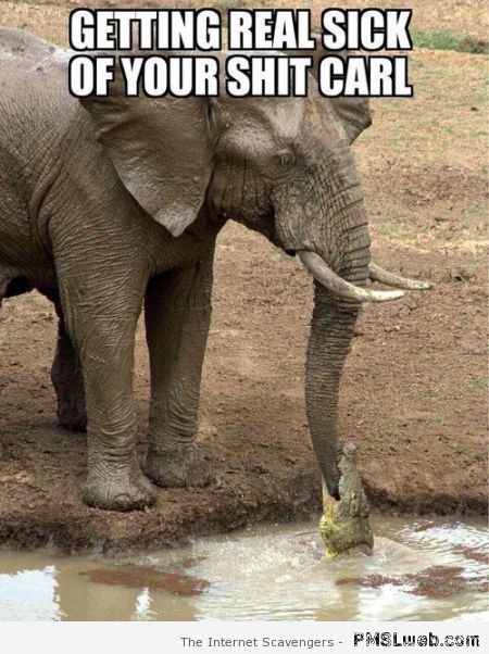 Funny elephant and crocodile meme – TGIF funnies at PMSLweb.com