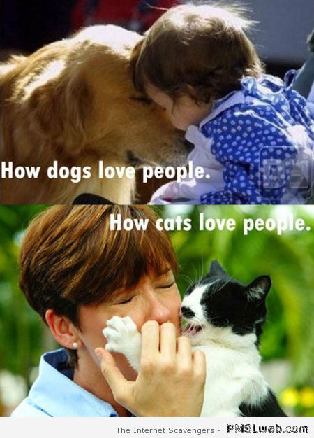 How cats love people humor at PMSLweb.com