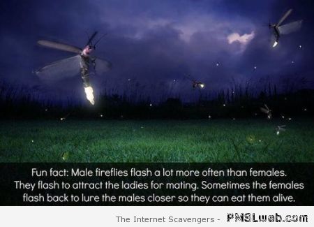Funny fireflies fact at PMSLweb.com