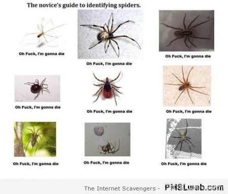 Funny spider guide at PMSLweb.com