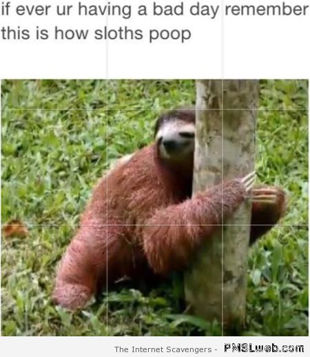 How sloths poop humor at PMSLweb.com