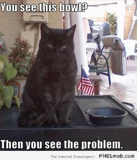 You see this bowl cat meme at PMSLweb.com