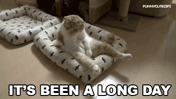 It’s been a long day cat gif at PMSLweb.com