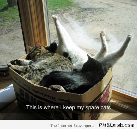 Where I keep my spare cats humor at PMSLweb.com