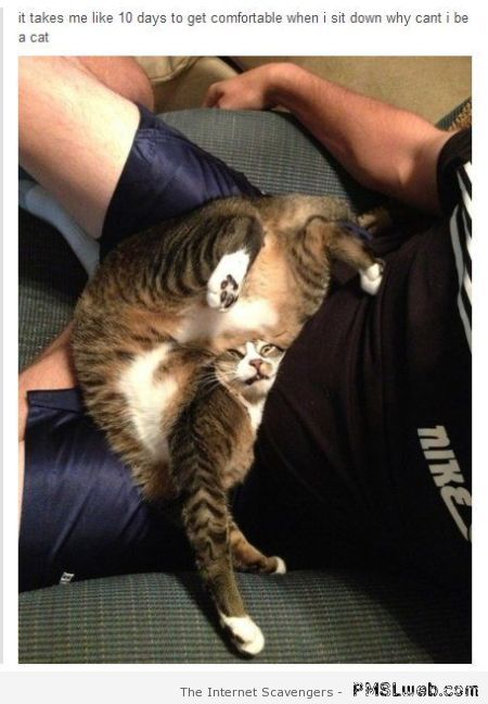 Funny cat getting comfortable – Hilarious cat pictures at PMSLweb.com